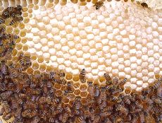 1111111honey-1.jpg