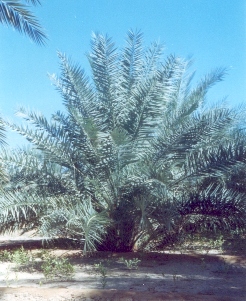 palm-1.jpg