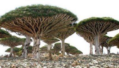 sogatra_2012-12-10.jpg